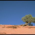 Wacholder im Monument Valley, Arizona/Utah, USA
