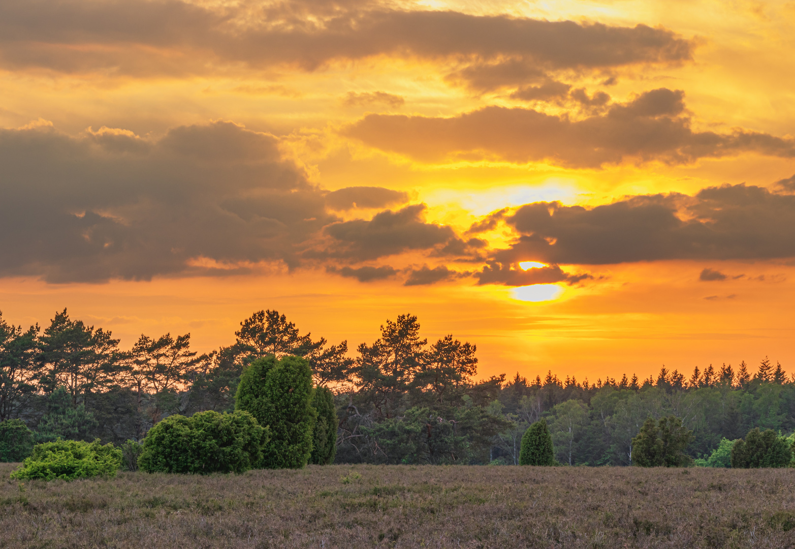 Wacholder im Sonnenuntergang