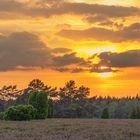 Wacholder im Sonnenuntergang