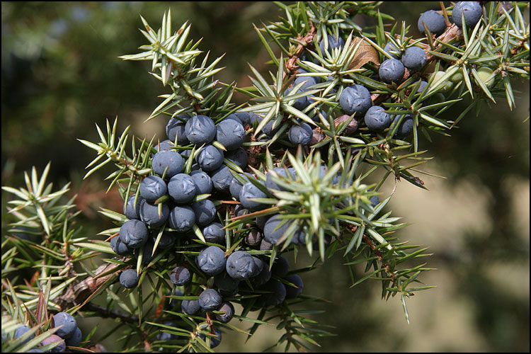 Wacholder Juniperus communis L.