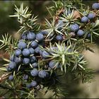 Wacholder Juniperus communis L.