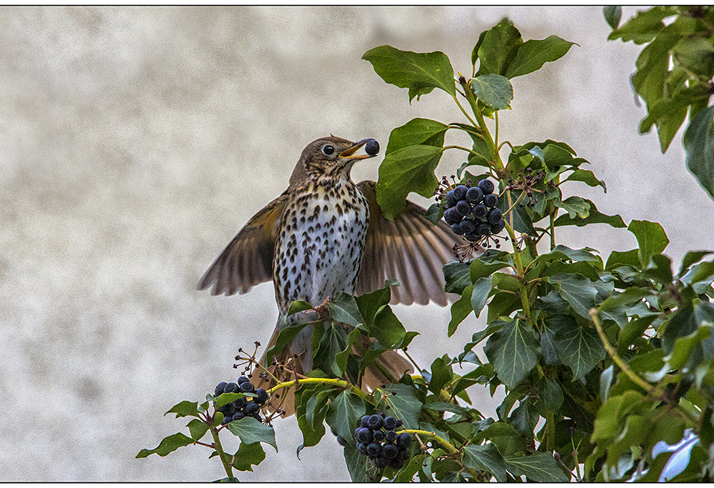 wacholder-mistel oder singdrossel…