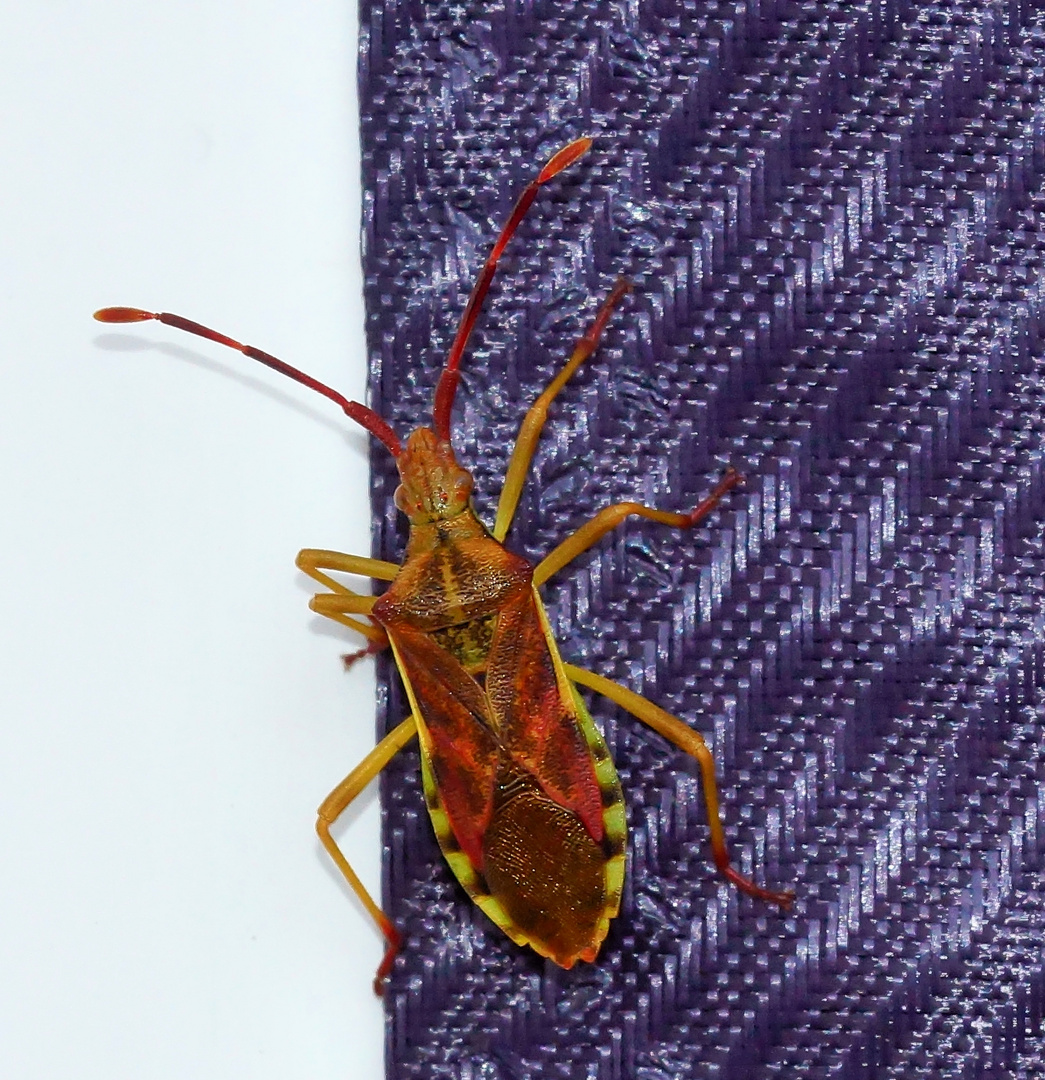 Wacholder-Randwanze, (Gonocerus juniperi)