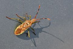 Wacholder Randwanze (Gonocerus juniperi)