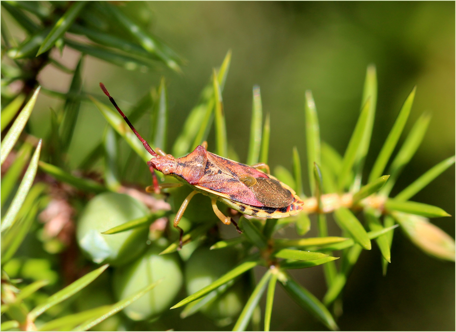 Wacholder-Randwanze (Gonocerus juniperi).