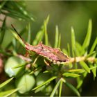 Wacholder-Randwanze (Gonocerus juniperi).