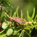 Wacholder-Randwanze (Gonocerus juniperi).