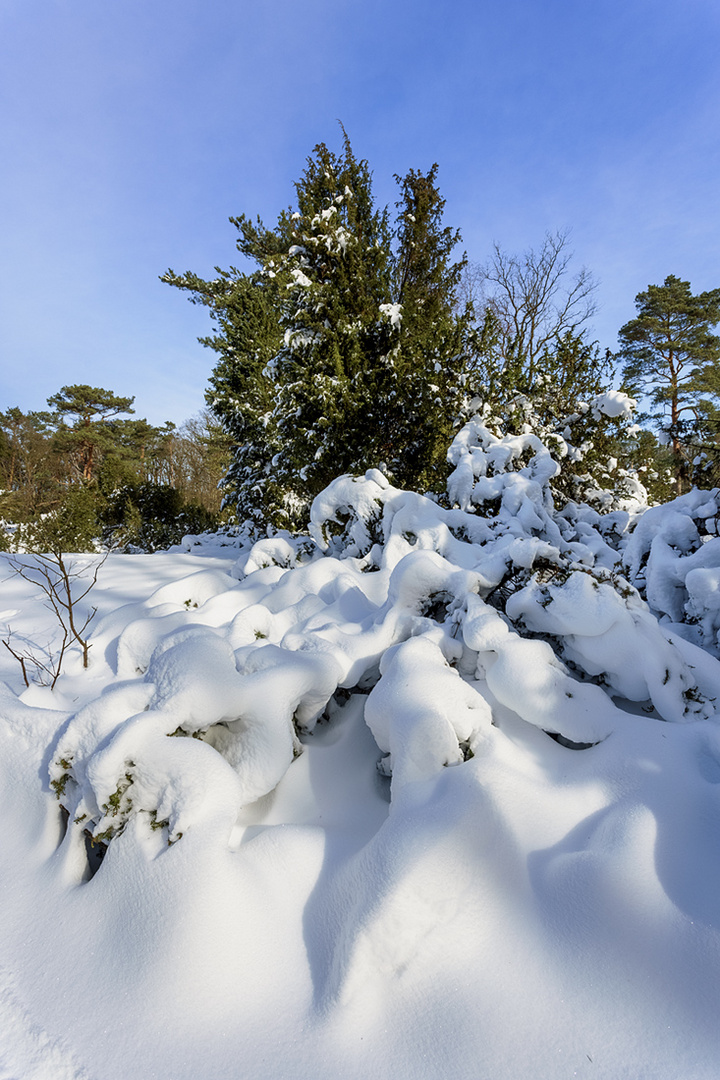 Wacholder und Kiefern