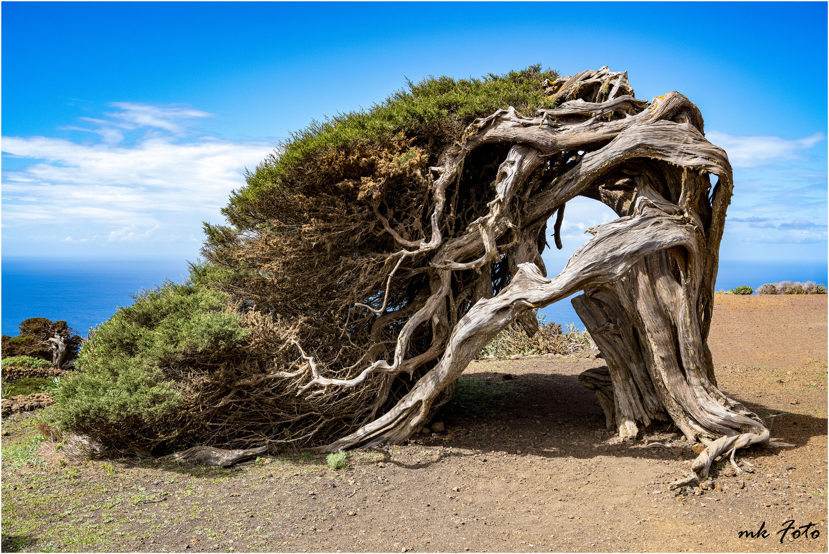 Wacholderbaum auf El Hierro