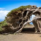 Wacholderbaum auf El Hierro