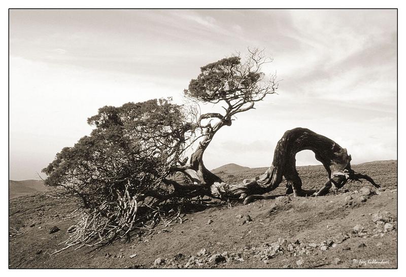 Wacholderbaum, El Sabinar - Hierro