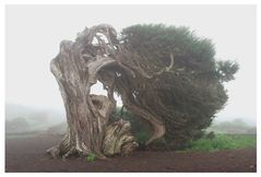 Wacholderbaum im Nebel