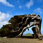 Wacholderbaum Wahrzeichen von El Hierro