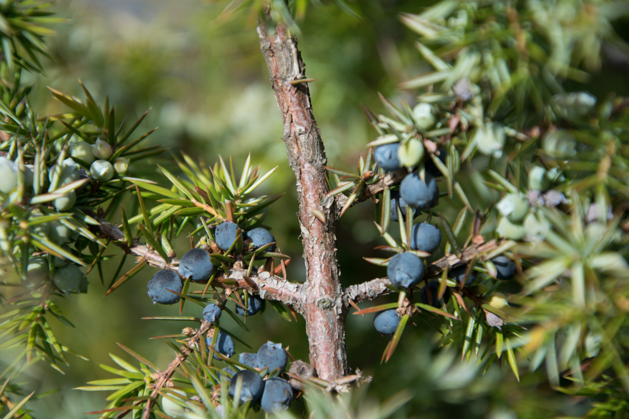 Wacholderbeeren