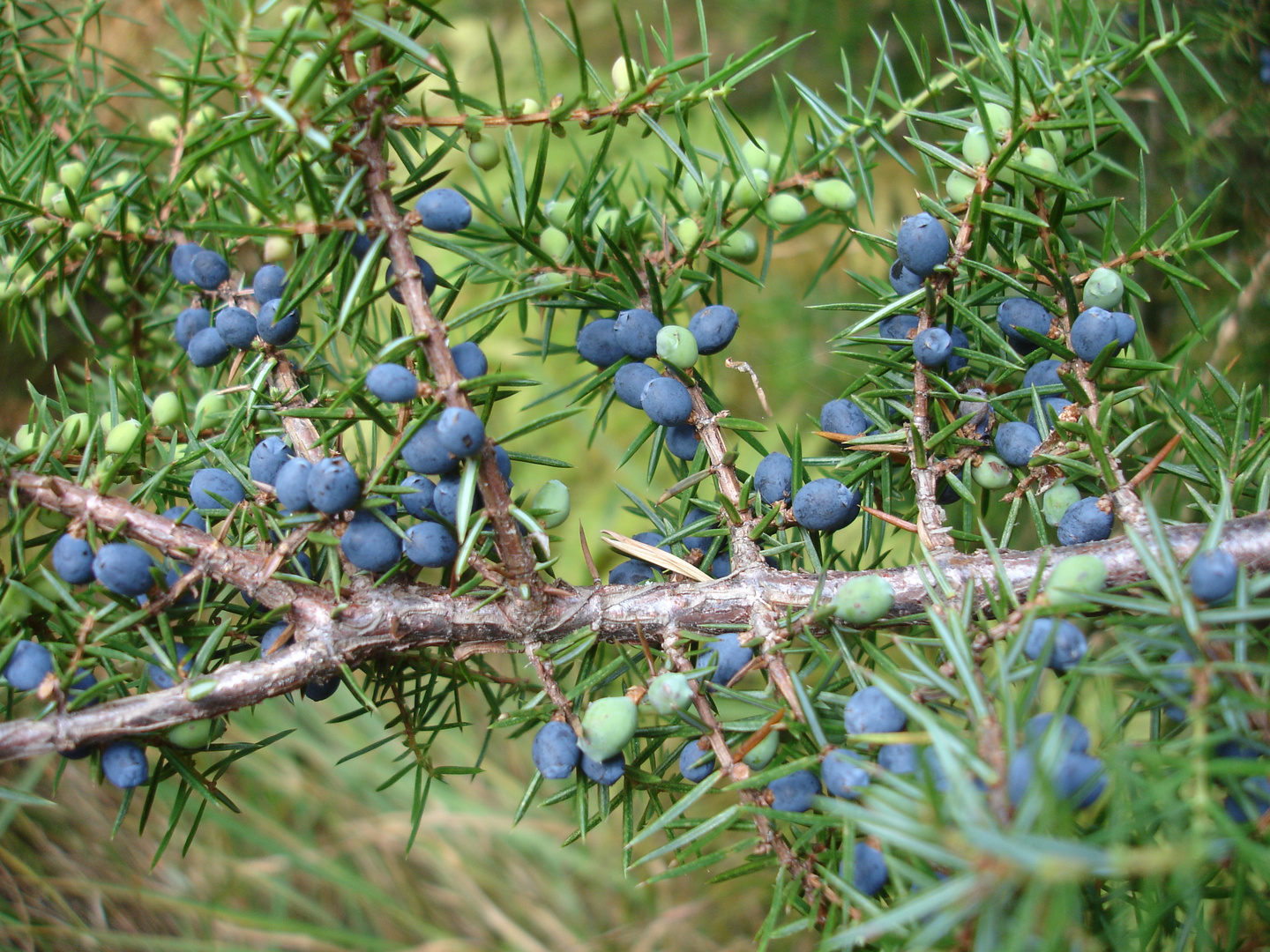 Wacholderbeeren