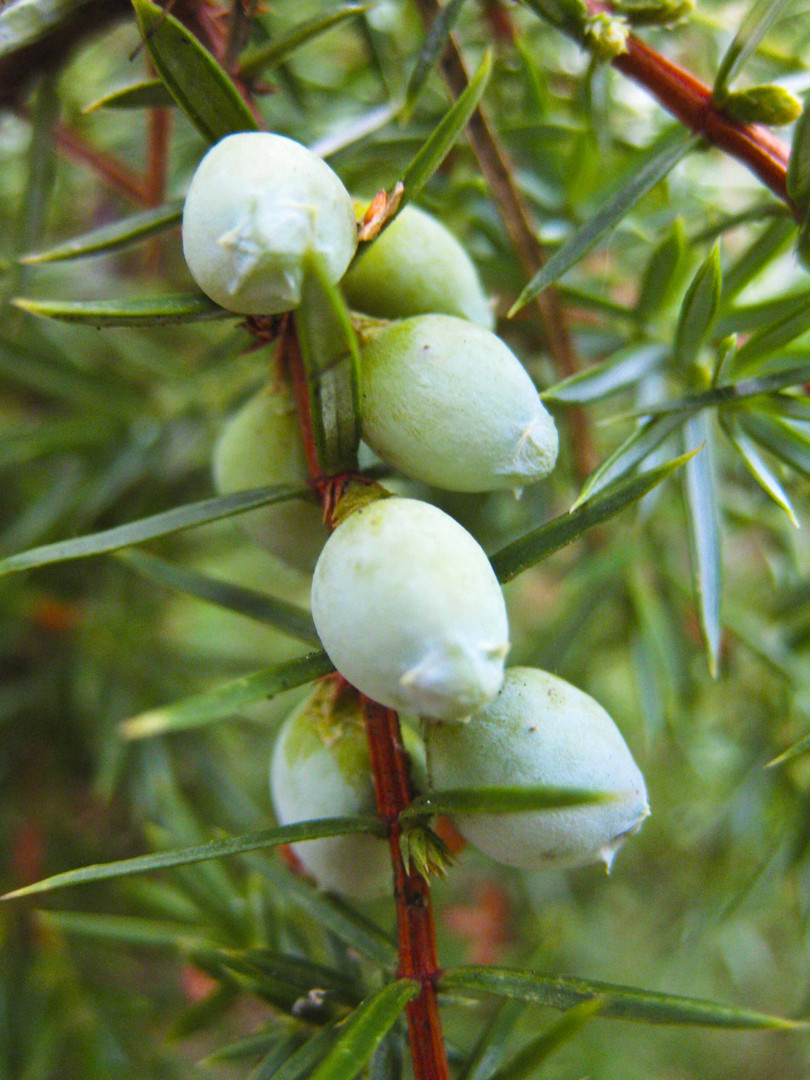 Wacholderbeeren