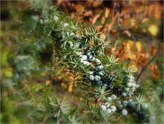 Wacholderbeeren im Herbst