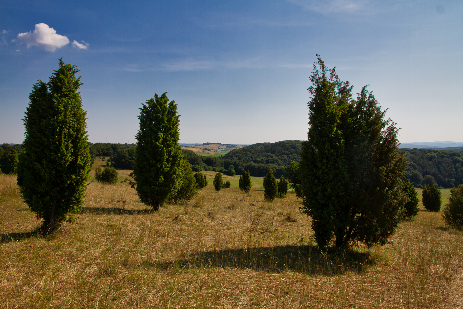 Wacholderbüsche auf dem Kalvarienberg