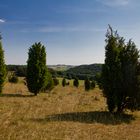 Wacholderbüsche auf dem Kalvarienberg