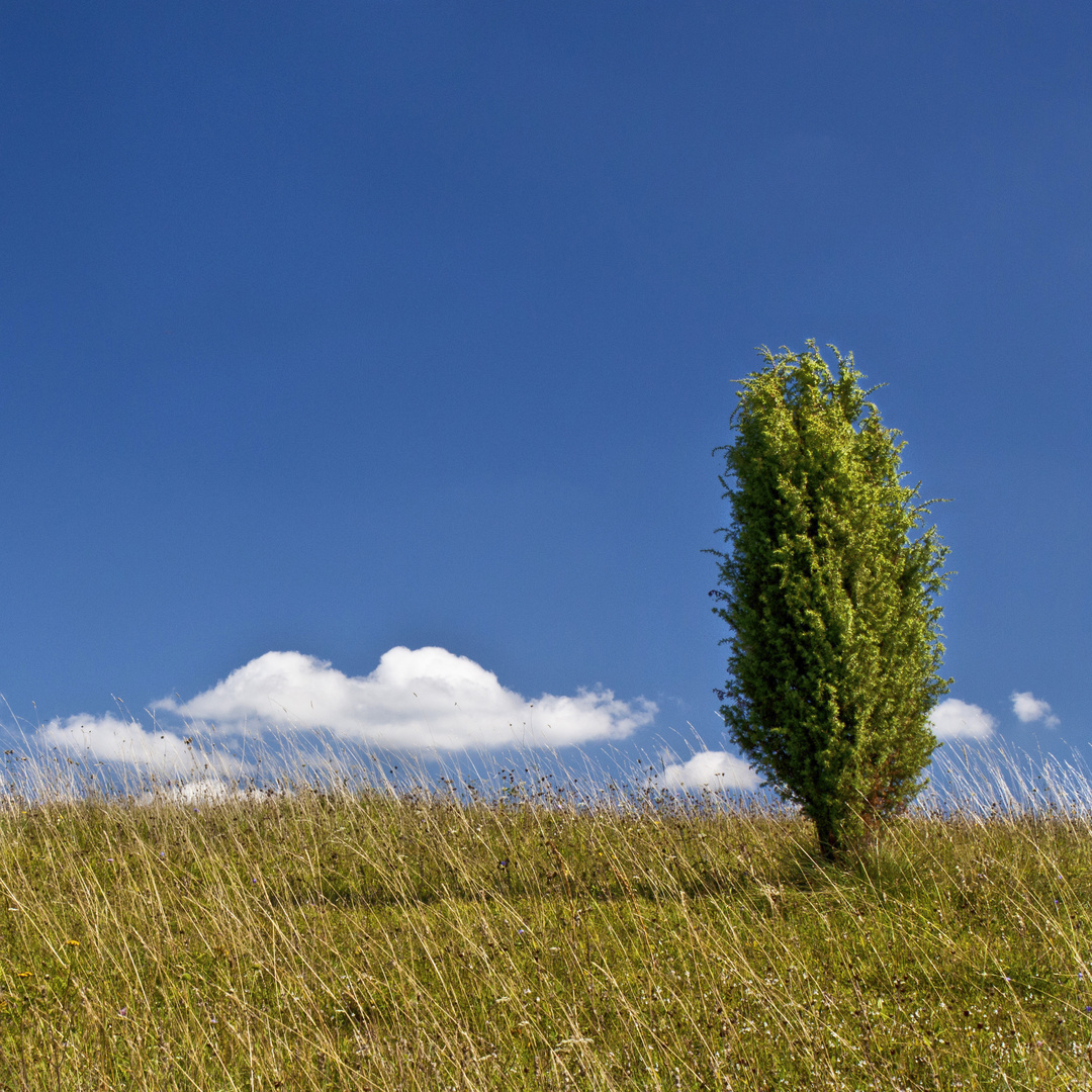 Wacholderbusch im Himmel