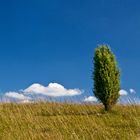 Wacholderbusch im Himmel