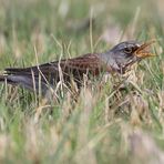 Wacholderddrossel mit Wurm (3 von 3)