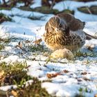 Wacholderdrossel #1 / mit Apfel im Schnee