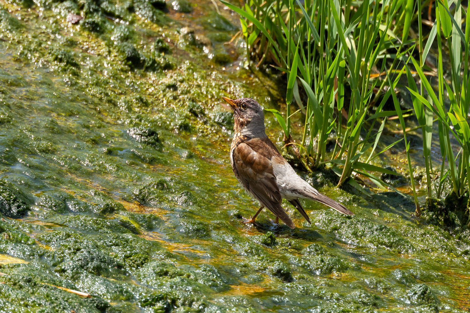 Wacholderdrossel am Donauwehr Obermarchtal