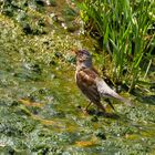 Wacholderdrossel am Donauwehr Obermarchtal