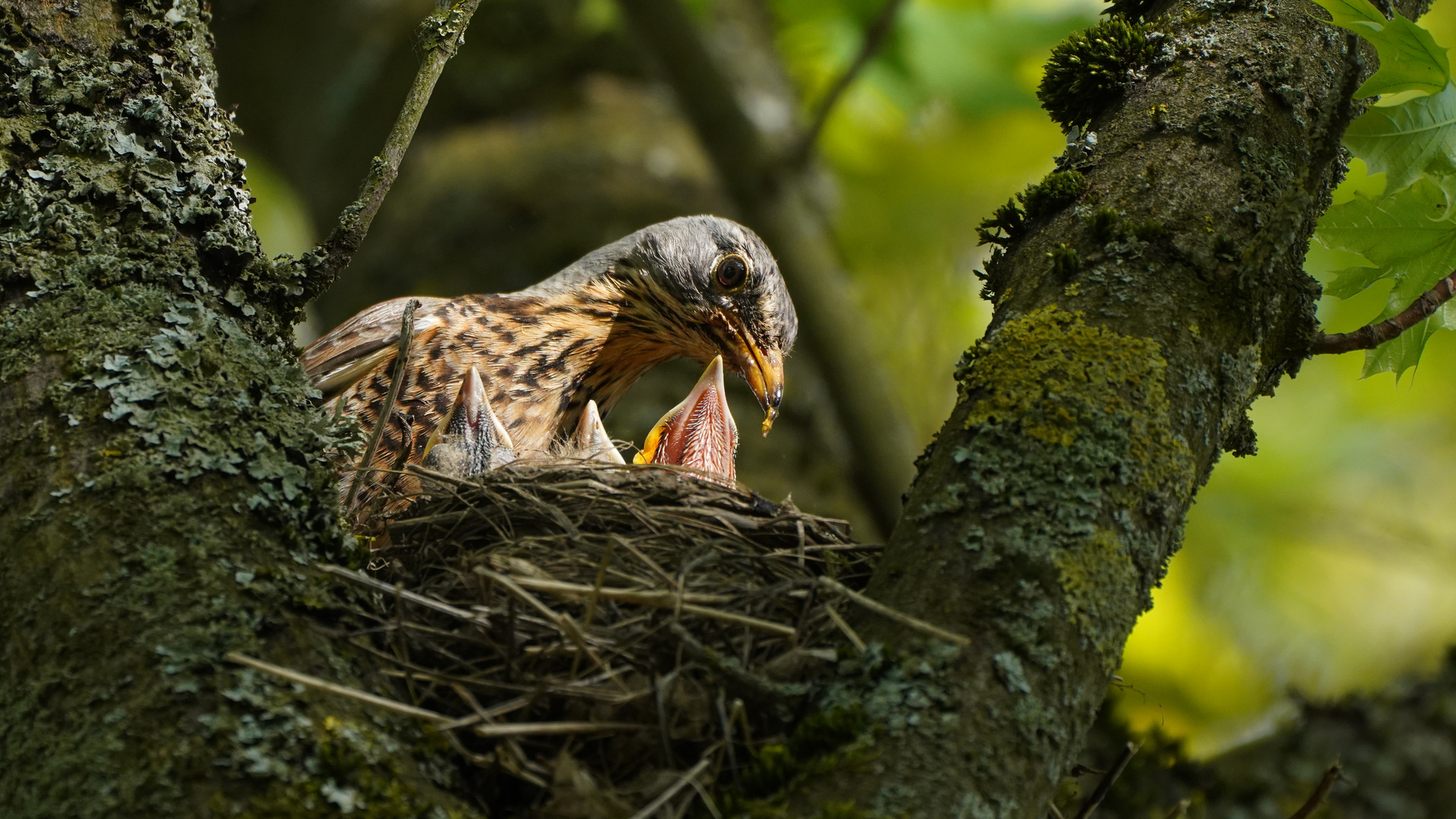 Wacholderdrossel, auf einmal sind es drei Jungvögel.