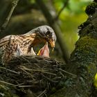 Wacholderdrossel, auf einmal sind es drei Jungvögel.