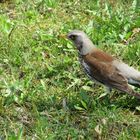 Wacholderdrossel auf Futtersuche