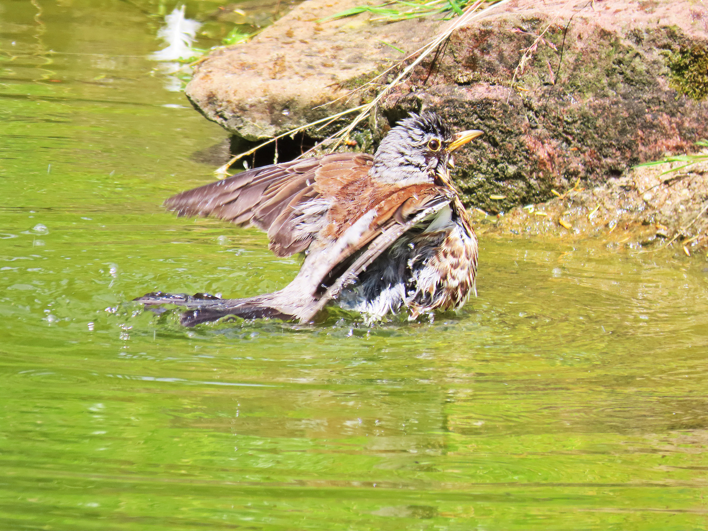 Wacholderdrossel beim Baden