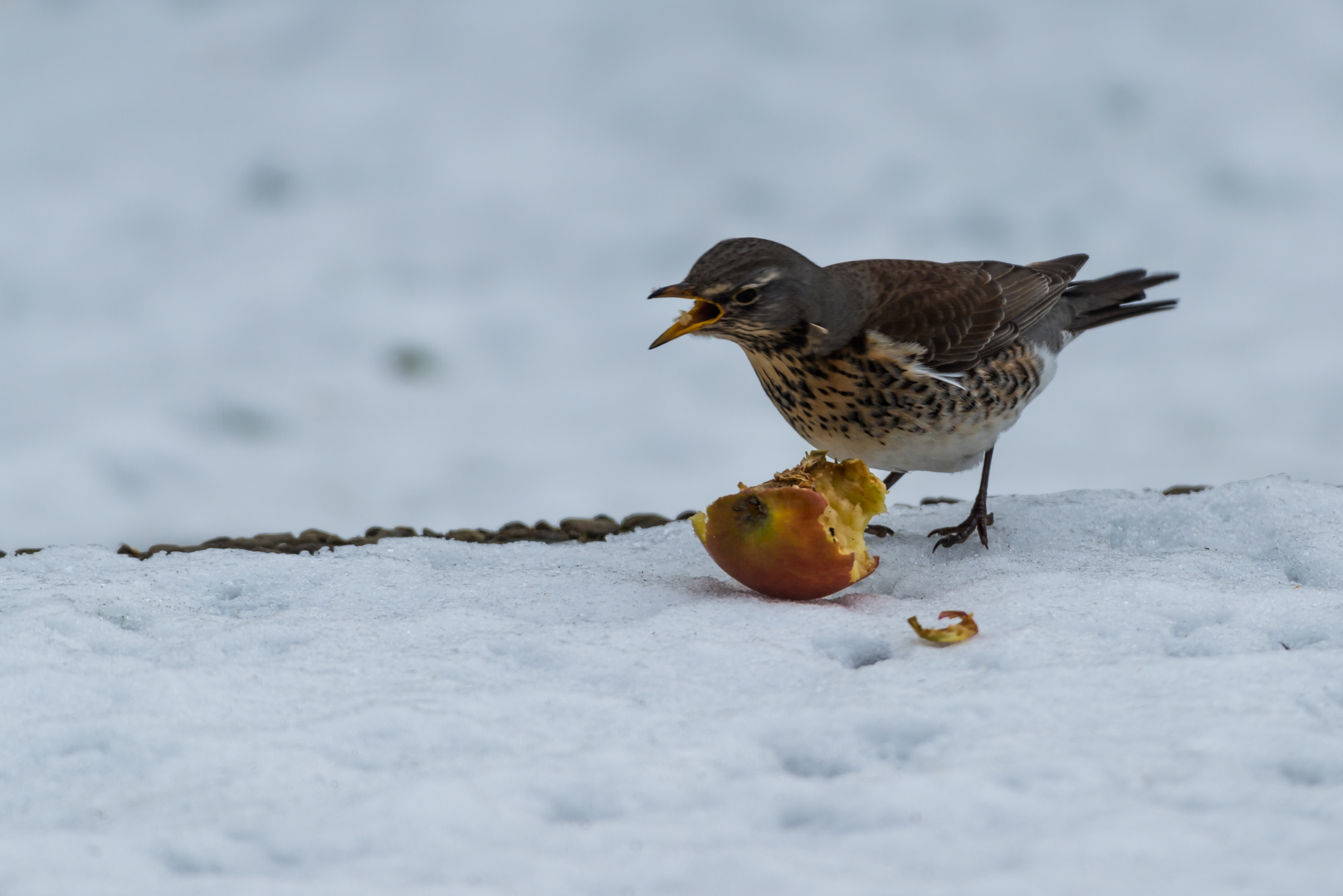 Wacholderdrossel hat Hunger