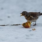 Wacholderdrossel hat Hunger