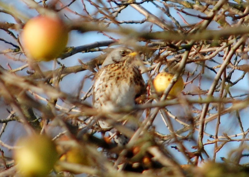 Wacholderdrossel im Apfelbaum