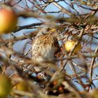 Wacholderdrossel im Apfelbaum