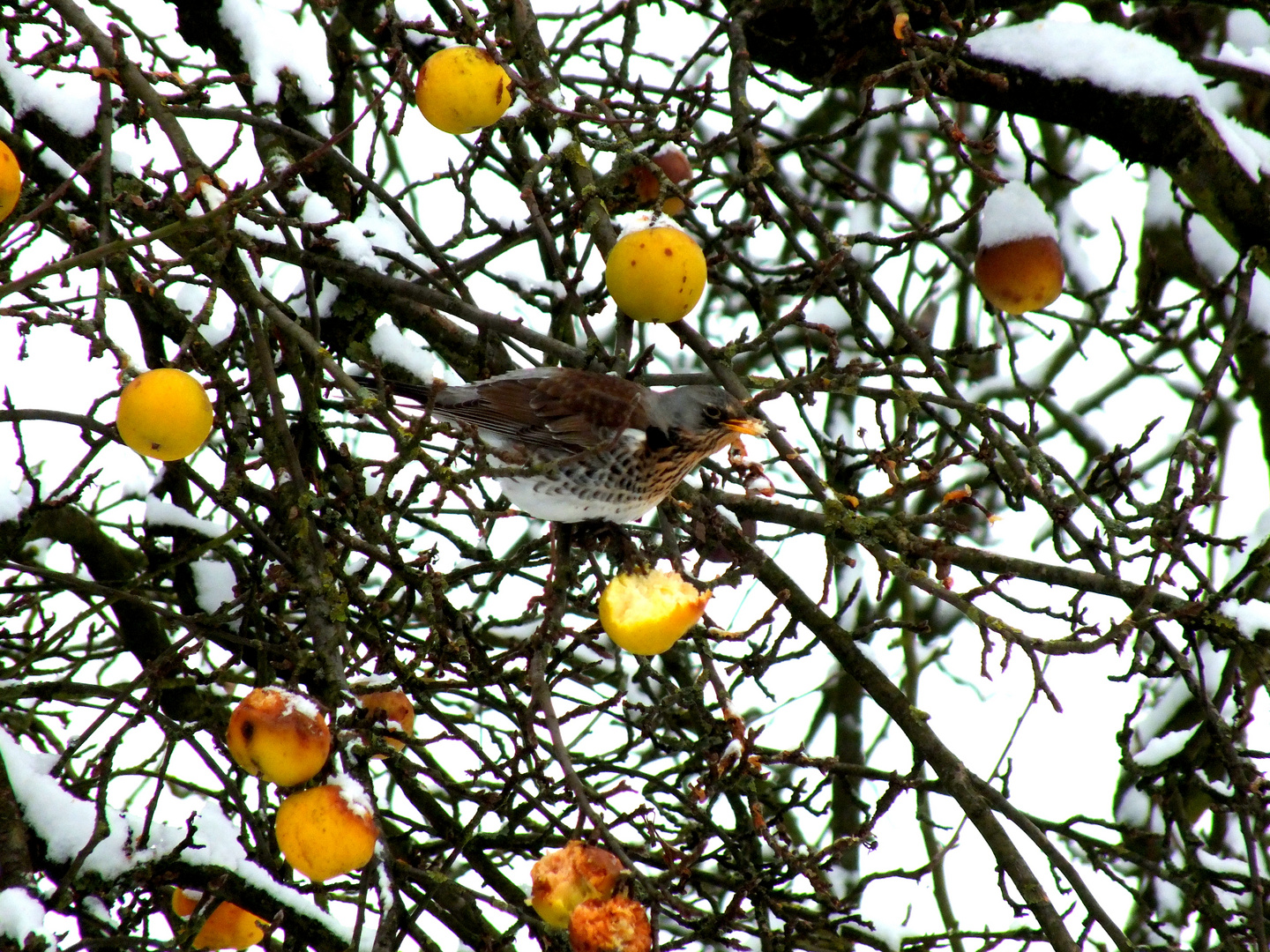 Wacholderdrossel im Baum :-)