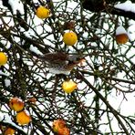 Wacholderdrossel im Baum :-)