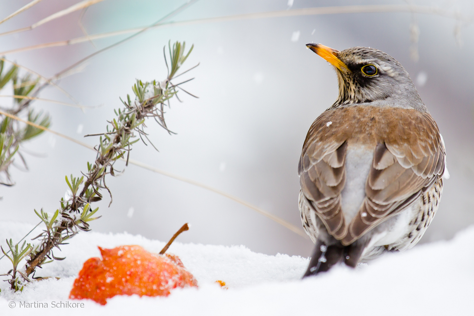 Wacholderdrossel im Schnee mit Apfel