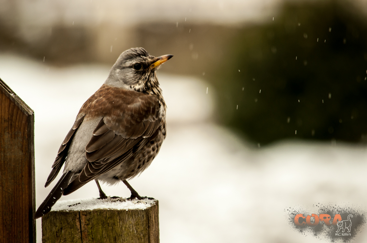 *** Wacholderdrossel im Schneeregen ***