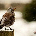 *** Wacholderdrossel im Schneeregen ***