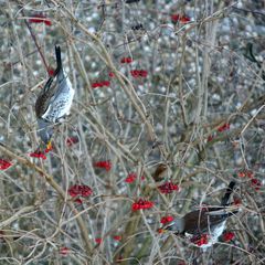 Wacholderdrossel im Viburnum, Teil 2