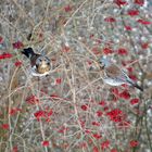 Wacholderdrossel im Viburnum, Teil 3