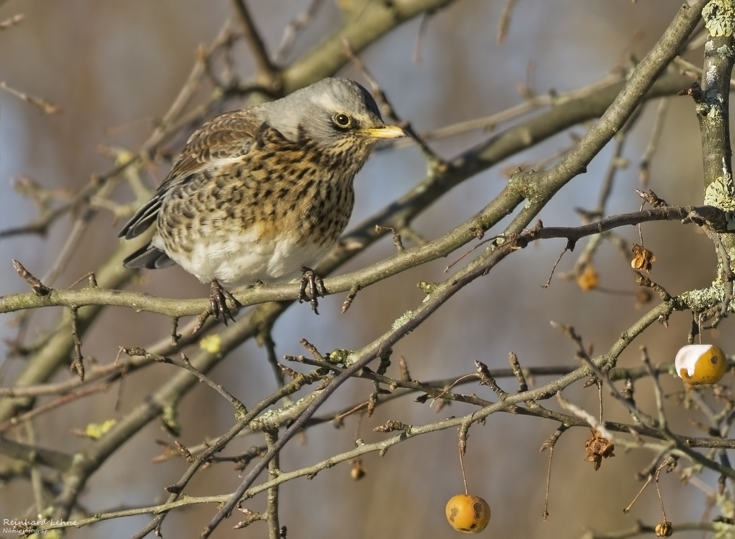  Wacholderdrossel im Zierapfelbaum