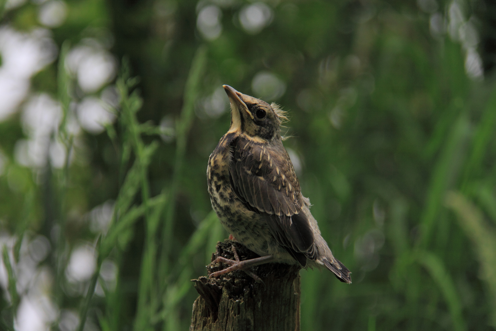 Wacholderdrossel Jungvogel