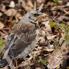 Wacholderdrossel Jungvogel