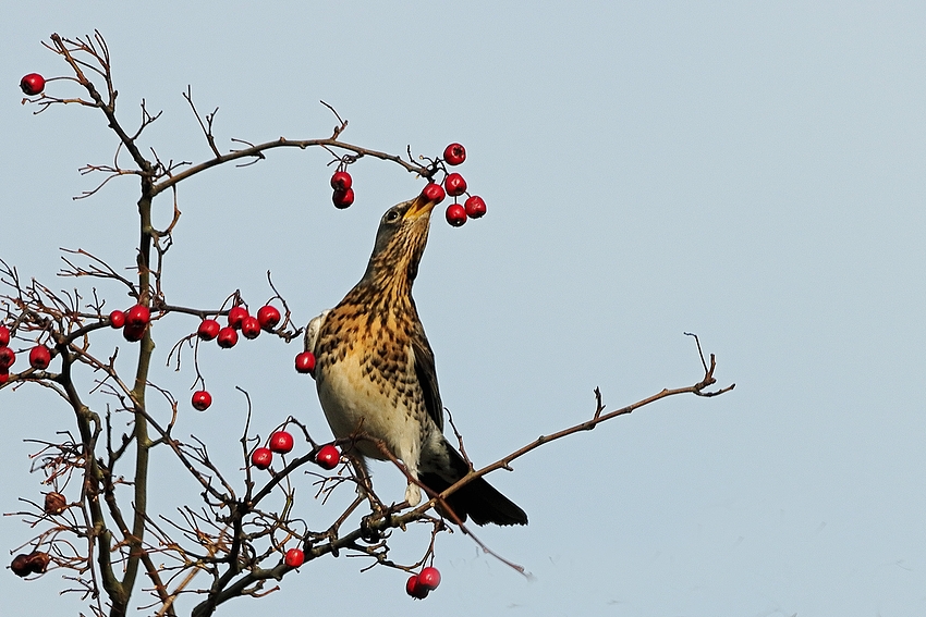 Wacholderdrossel leckere rote Beeren