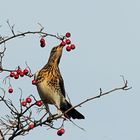 Wacholderdrossel leckere rote Beeren