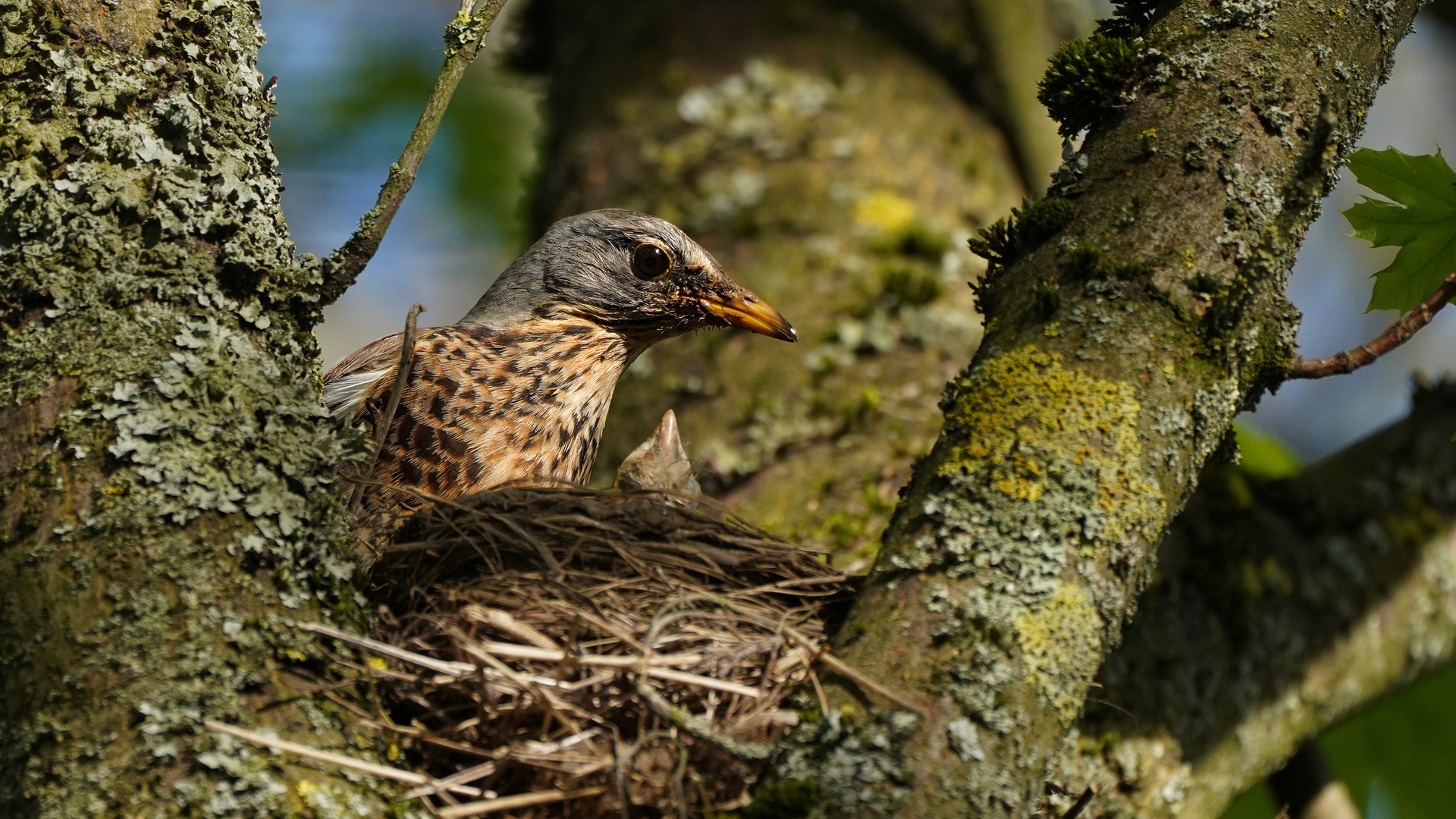 Wacholderdrossel mit Jungvogel